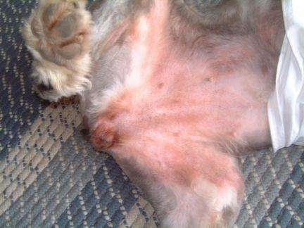 Dog has red itchy skin sales on belly